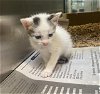 adoptable Cat in baytown, TX named ROCKHOPPER