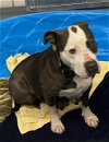 adoptable Dog in baytown, TX named BRELYNN