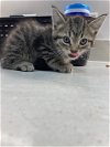 adoptable Cat in baytown, TX named ACER