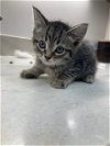 adoptable Cat in baytown, TX named ACORN