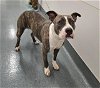 adoptable Dog in baytown, TX named BONNIE