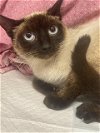 adoptable Cat in baytown, TX named PISTACHIO