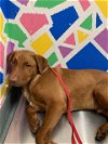 adoptable Dog in baytown, TX named FELIX