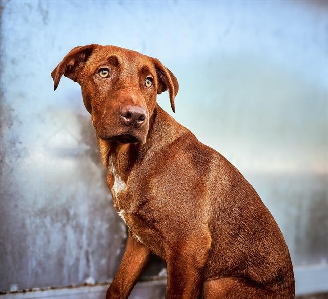 adoptable Dog in Baytown, TX named FELIX
