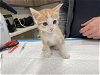 adoptable Cat in baytown, TX named SOPHIA