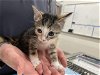 adoptable Cat in baytown, TX named AIMEE