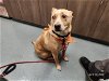 adoptable Dog in baytown, TX named MELLOW