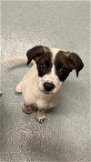 adoptable Dog in baytown, TX named VIENNA