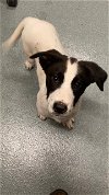 adoptable Dog in baytown, TX named SAUSAGE