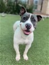 adoptable Dog in baytown, TX named HOLDEN