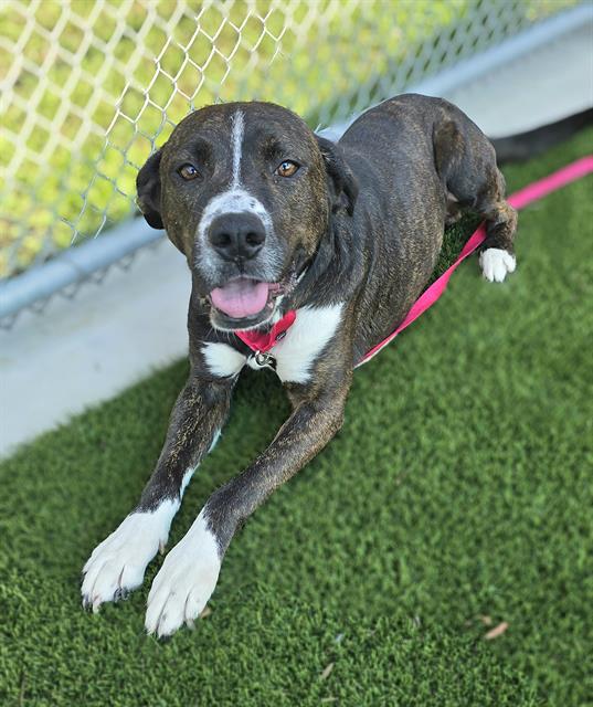 adoptable Dog in Baytown, TX named CRUMBLE