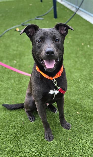 adoptable Dog in Baytown, TX named LOUIS