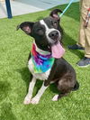 adoptable Dog in Baytown, TX named GINNIE