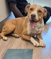 adoptable Dog in Baytown, TX named DANI