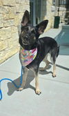 adoptable Dog in Baytown, TX named MISSY