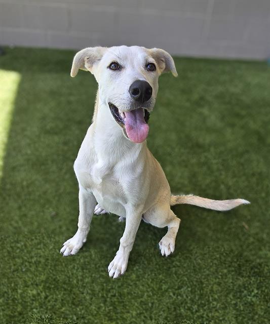 adoptable Dog in Baytown, TX named CARL'S JR.