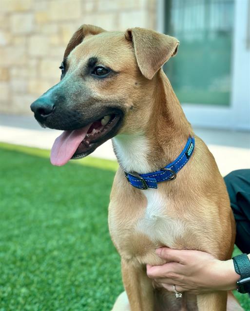 adoptable Dog in Baytown, TX named ELIJAH