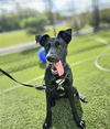 adoptable Dog in Baytown, TX named LILLY