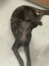 adoptable Dog in Baytown, TX named OZA