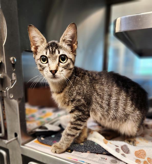 adoptable Cat in Baytown, TX named BENTLEY