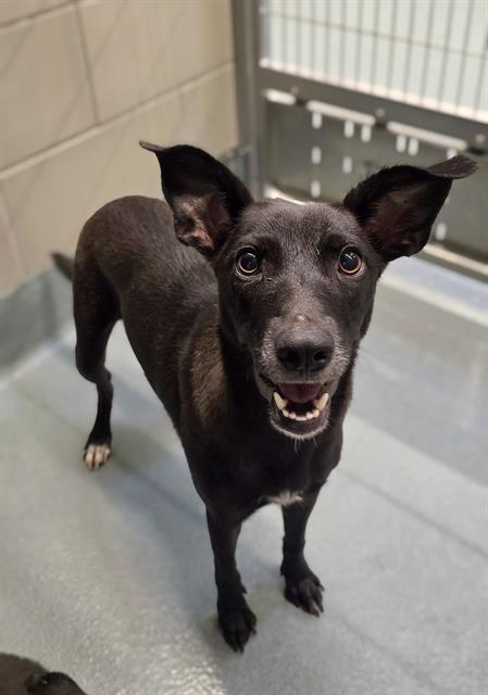 adoptable Dog in Baytown, TX named FREYDIS