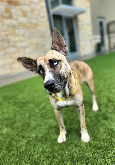 adoptable Dog in Baytown, TX named FALLON