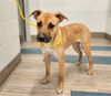 adoptable Dog in Baytown, TX named BOO