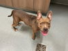 adoptable Dog in Baytown, TX named KENDALL