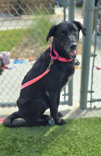 adoptable Dog in Baytown, TX named LADYBIRD