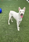 adoptable Dog in  named LINDA