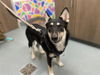 adoptable Dog in Baytown, TX named NIKO