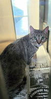 adoptable Cat in Baytown, TX named BANSHEE