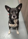 adoptable Dog in Baytown, TX named SAUL