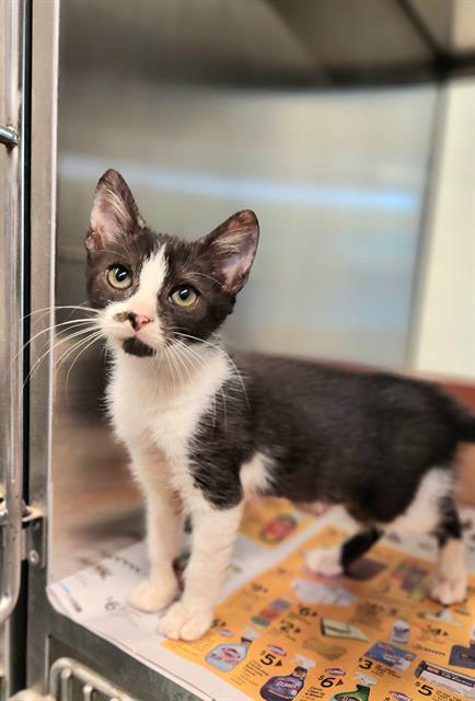 adoptable Cat in Baytown, TX named PANKO