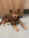 adoptable Dog in Baytown, TX named ADDIE