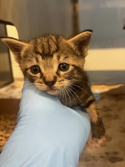 adoptable Cat in Baytown, TX named MARIO