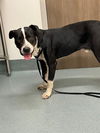 adoptable Dog in  named MAX