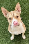 adoptable Dog in  named BUSTER