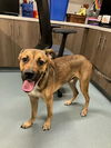 adoptable Dog in  named BAMA