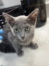 adoptable Cat in Baytown, TX named KARLY