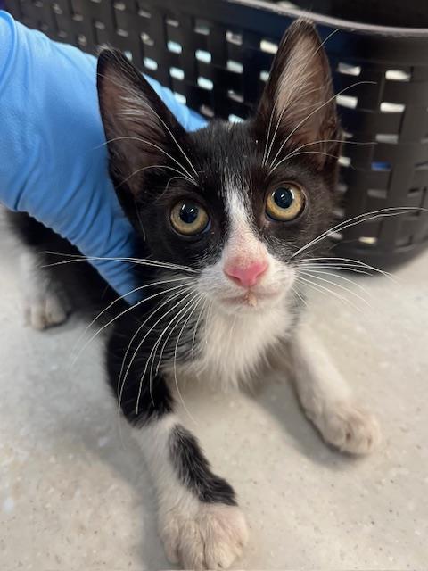 adoptable Cat in Baytown, TX named SHELLY