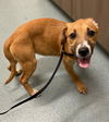 adoptable Dog in Baytown, TX named BETH