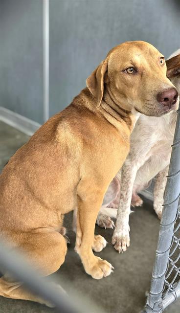 adoptable Dog in Baytown, TX named RAY