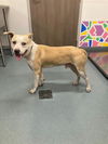 adoptable Dog in  named LANDON
