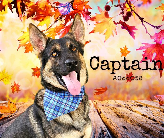 adoptable Dog in Baytown, TX named CAPTAIN