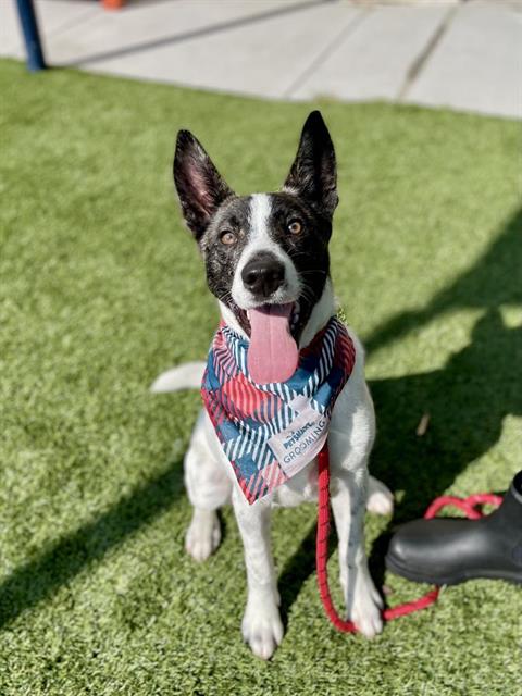 picture of the dog needing adoption