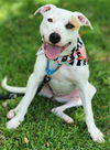adoptable Dog in Baytown, TX named RAIN