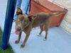 adoptable Dog in Baytown, TX named MARGOT