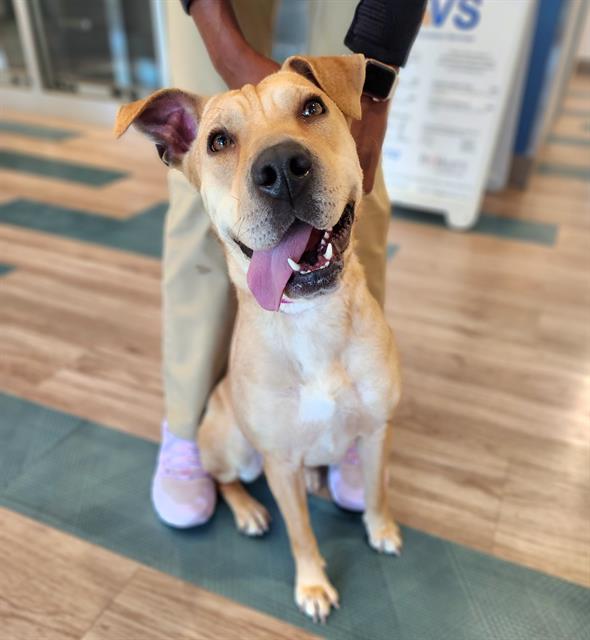 adoptable Dog in Baytown, TX named ROXIE