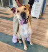 adoptable Dog in Baytown, TX named ROXIE
